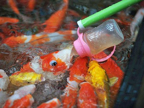 亲亲鱼疗养生馆